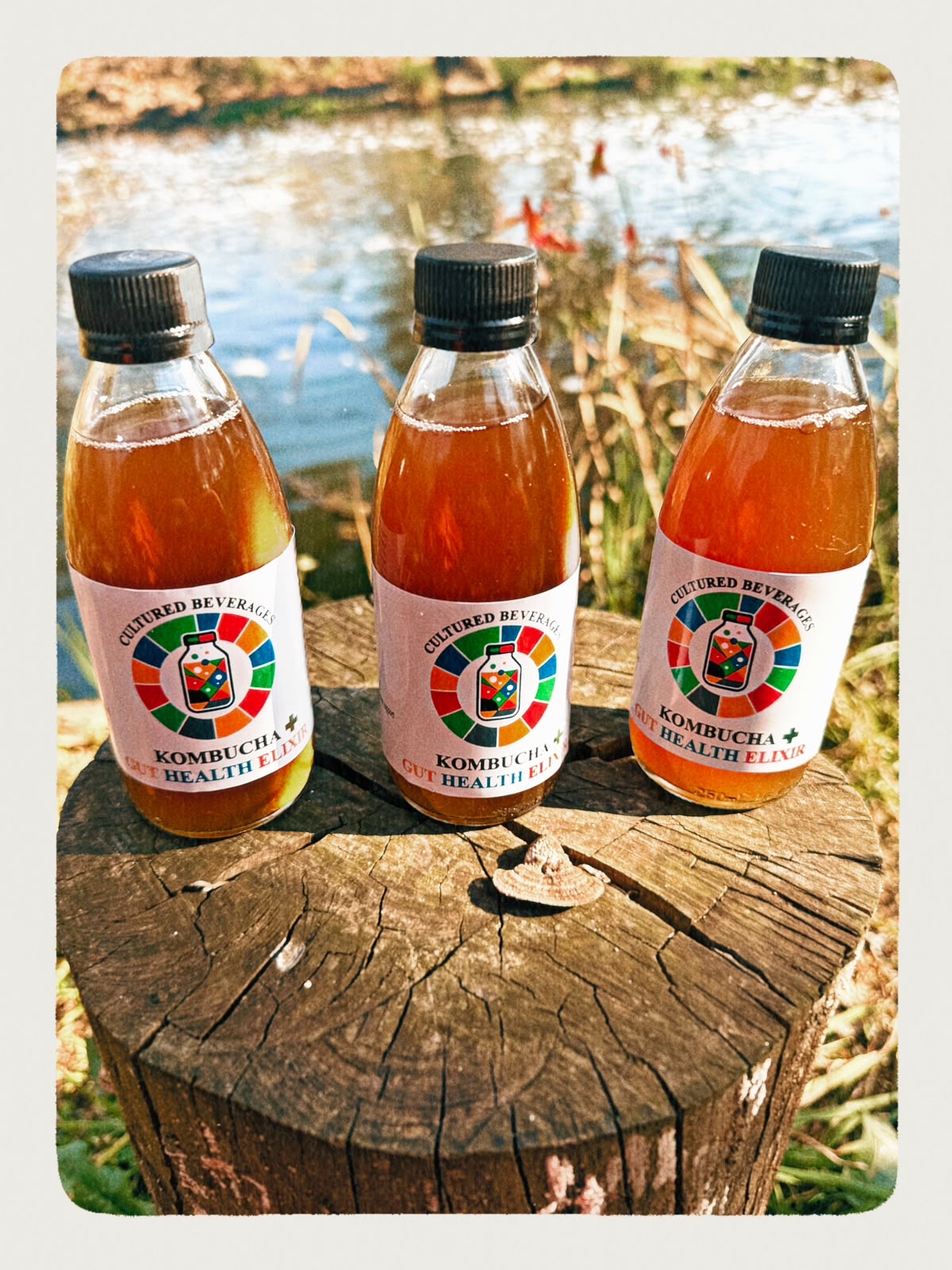 Three bottles of Cultured Beverages kombucha on a tree stump by a river